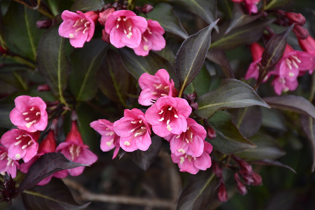 WINE & ROSES WEIGELA 2gal