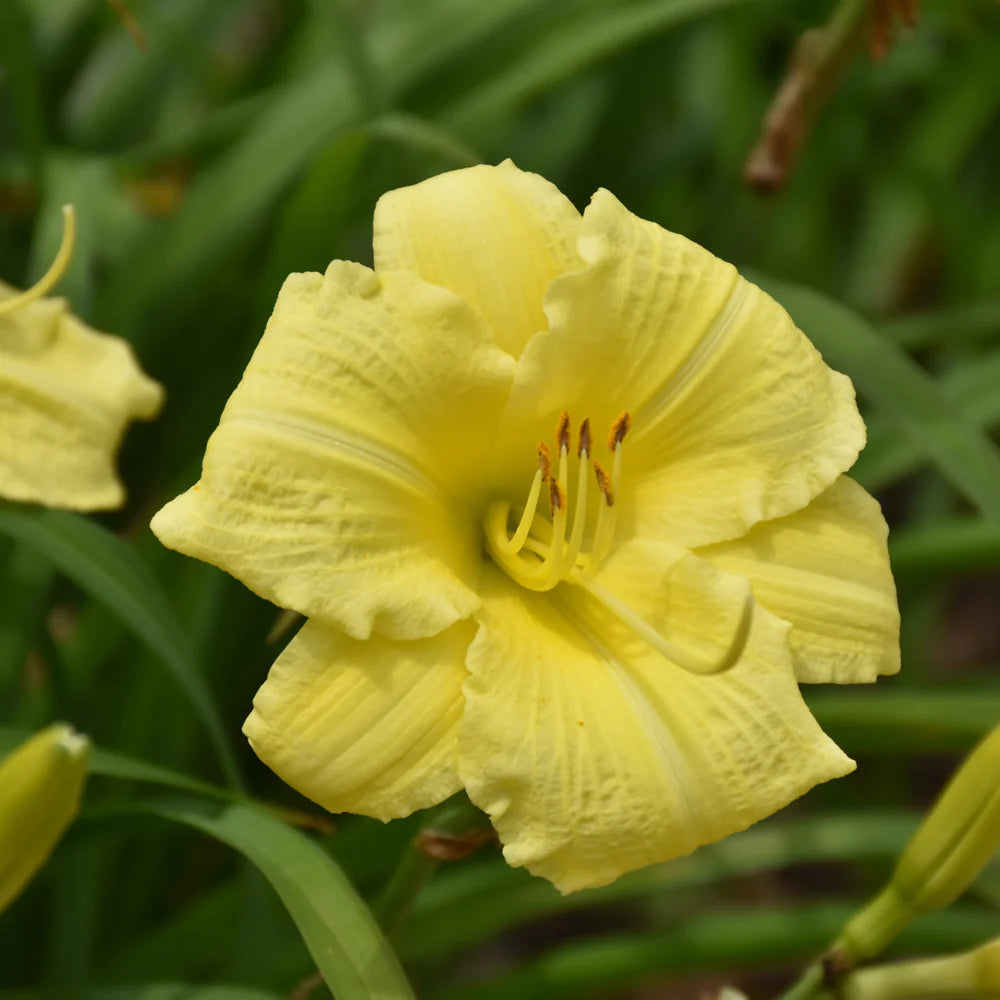 Rainbow Rhythm® 'Going Bananas' Daylily (HEMER GOING BANANAS) - 1 gallon