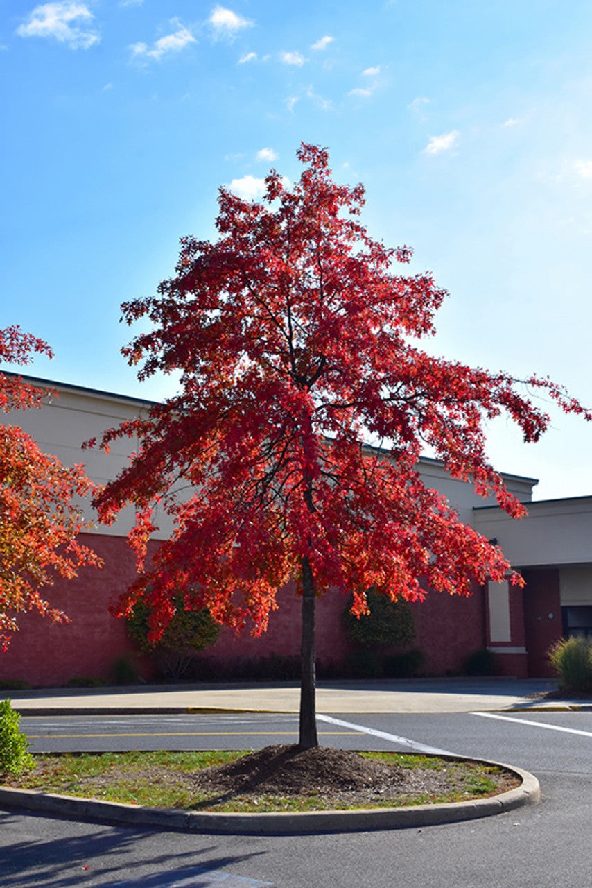 RED OAK TREE 15gal
