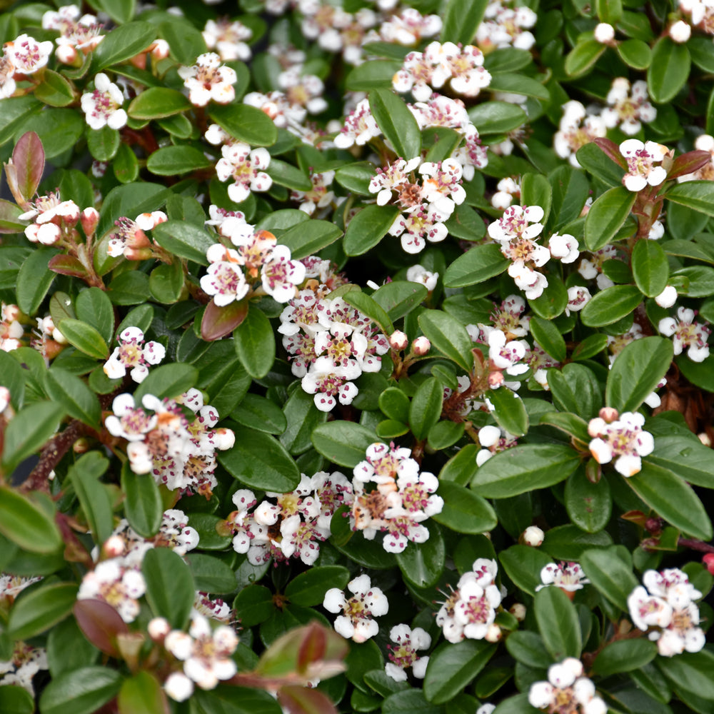 CORAL BEAUTY COTONEASTER 1gal