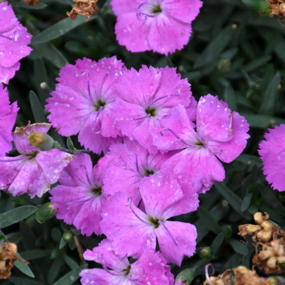'Paint the Town Fuchsia' Pinks (DIANTHUS PAINT THE TOWN FUCHSIA) - 1 gallon