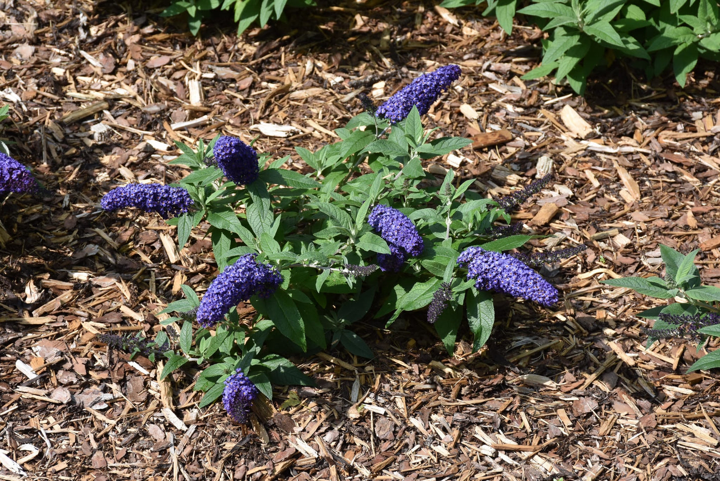 PUGSTER BLUE BUTTERFLY BUSH 3gal