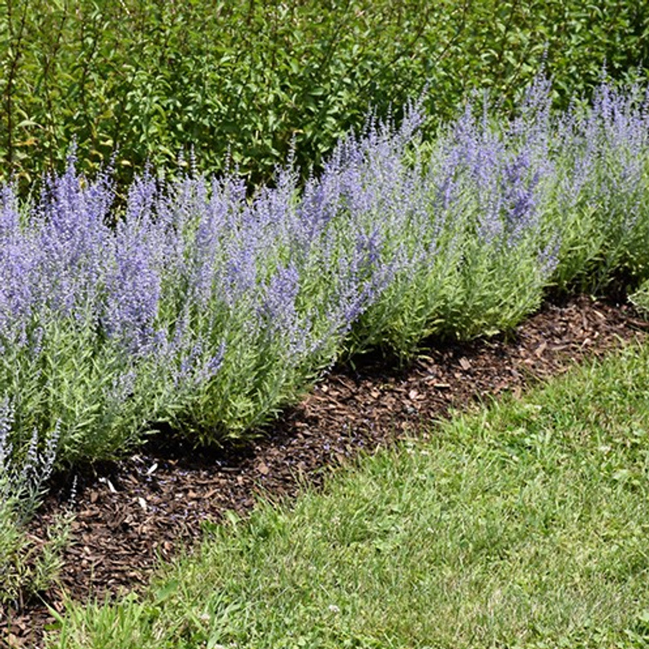 LACEY BLUE RUSSIAN SAGE 1gal