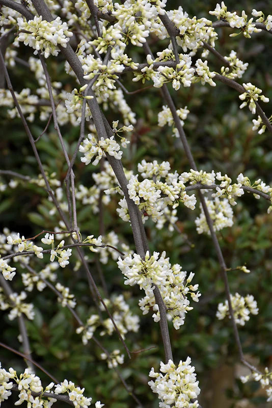 VANILLA TWIST WEEPING REDBUD TREE 5gal