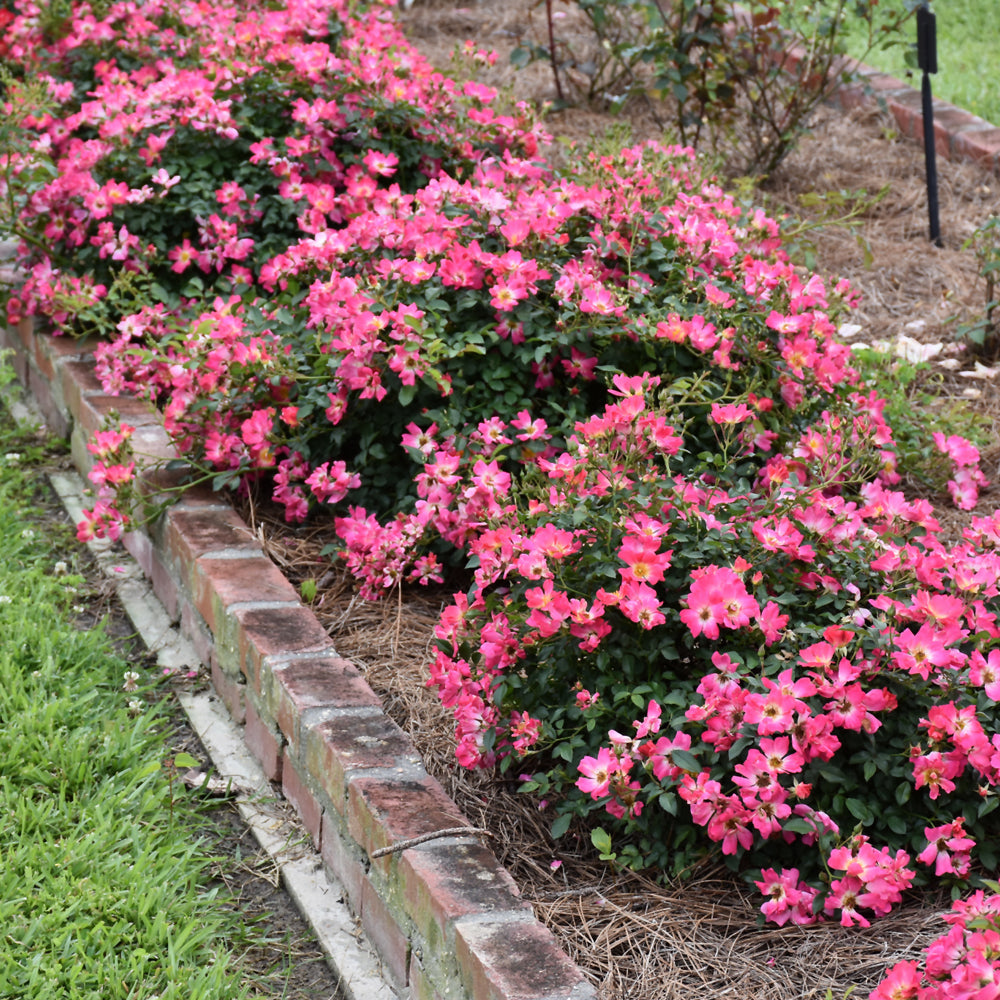 Pink Drift® Rose (ROSE DRIFT PINK) - 2 gallon
