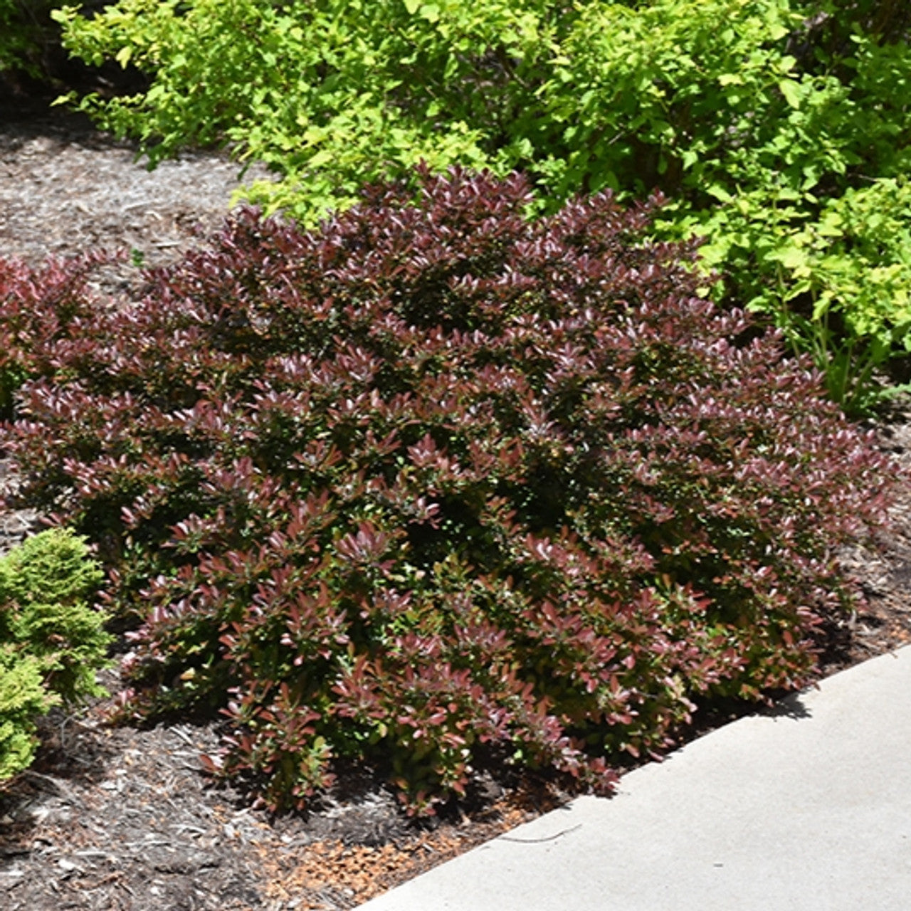 CONCORDE BARBERRY 3gal