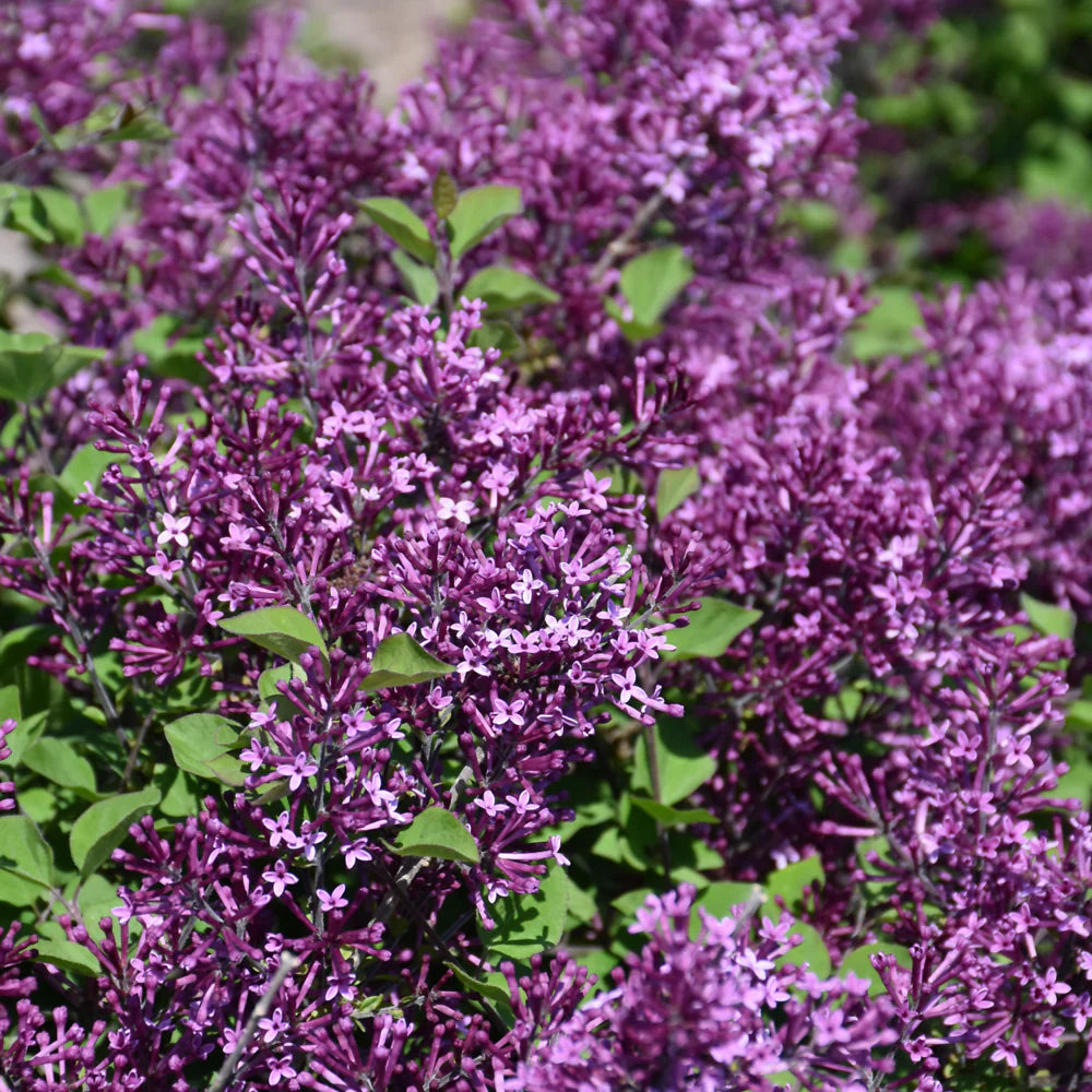 Bloomerang® Dark Purple Lilac (SYRINGA X BLOOMERANG® DK PURPLE) - 3 gallon 15"