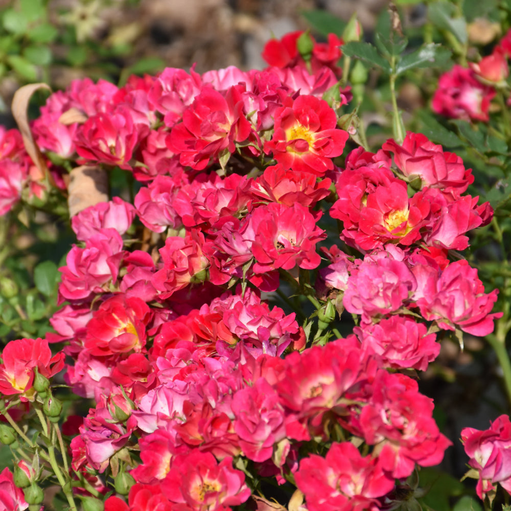 Pink Drift® Rose (ROSE DRIFT PINK) - 2 gallon