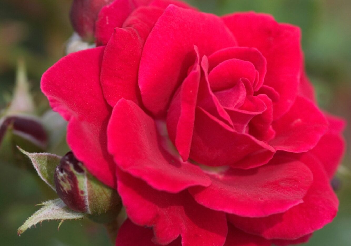 EASY ELEGANCE PAINT THE TOWN ROSE 2gal