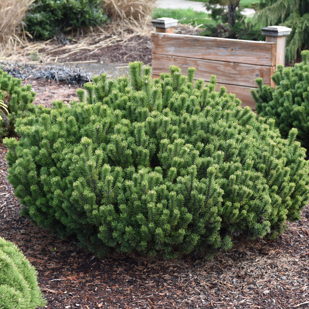 SLOWMOUND MUGO PINE 2gal