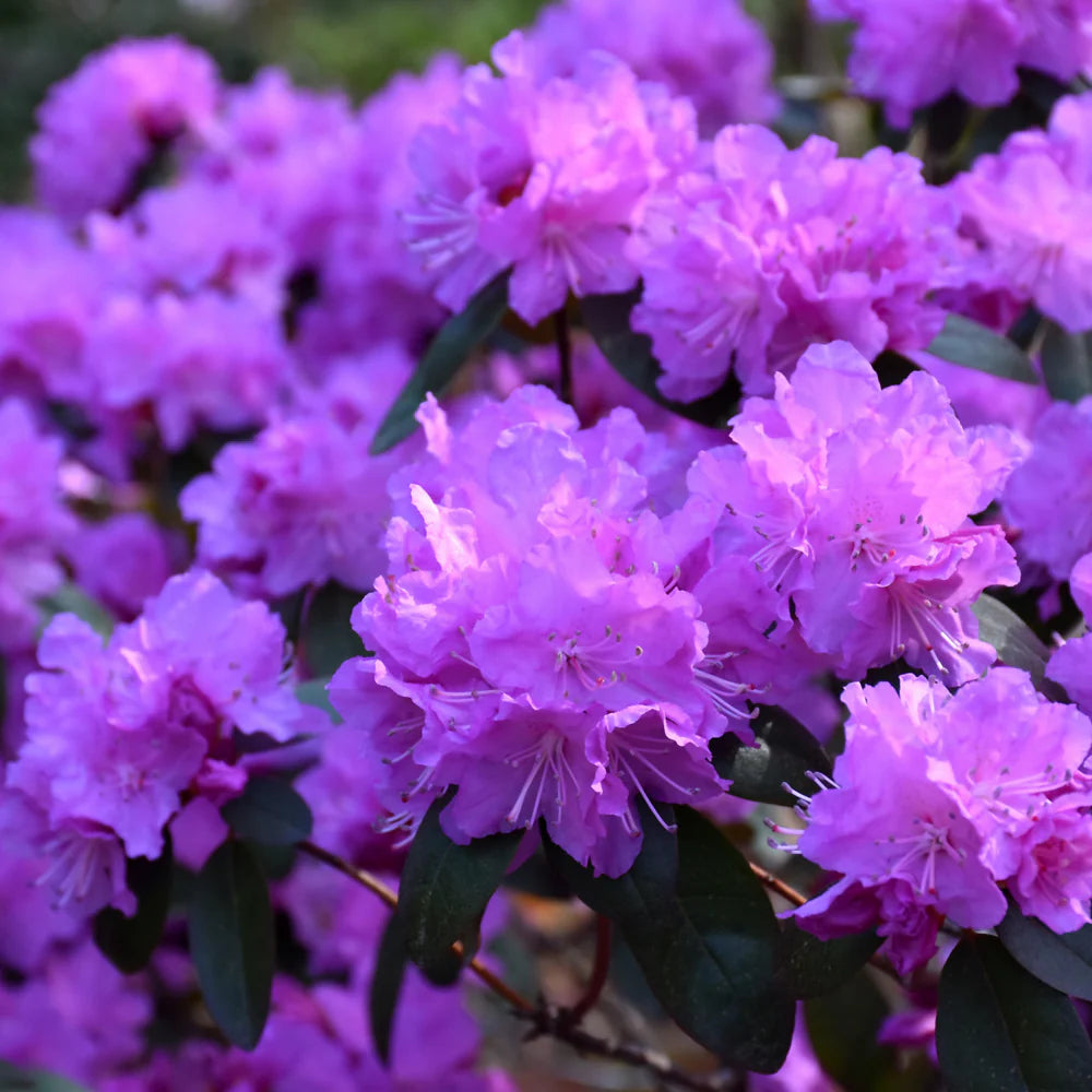 PJM Elite Rhododendron (RHODO. PJM ELITE) - 3 gallon 15"