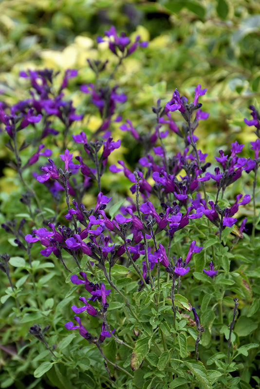 SALVIA GREGGII ASSORTED 2gal
