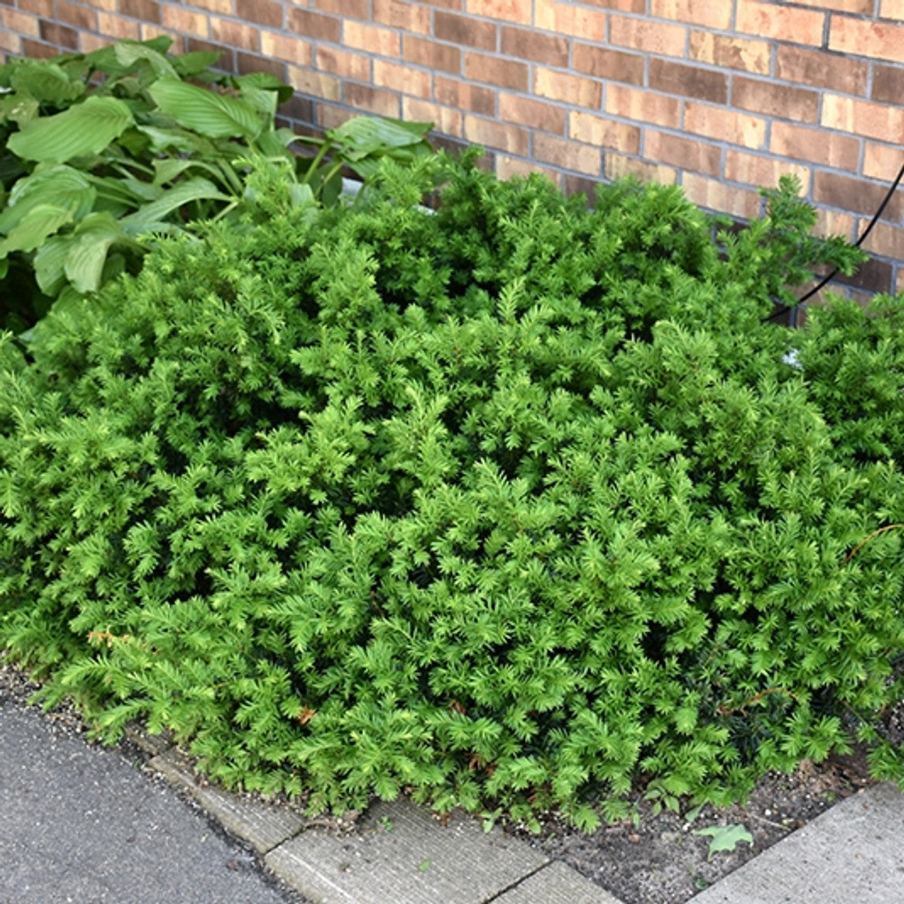 EMERALD SPREADER YEW 2gal