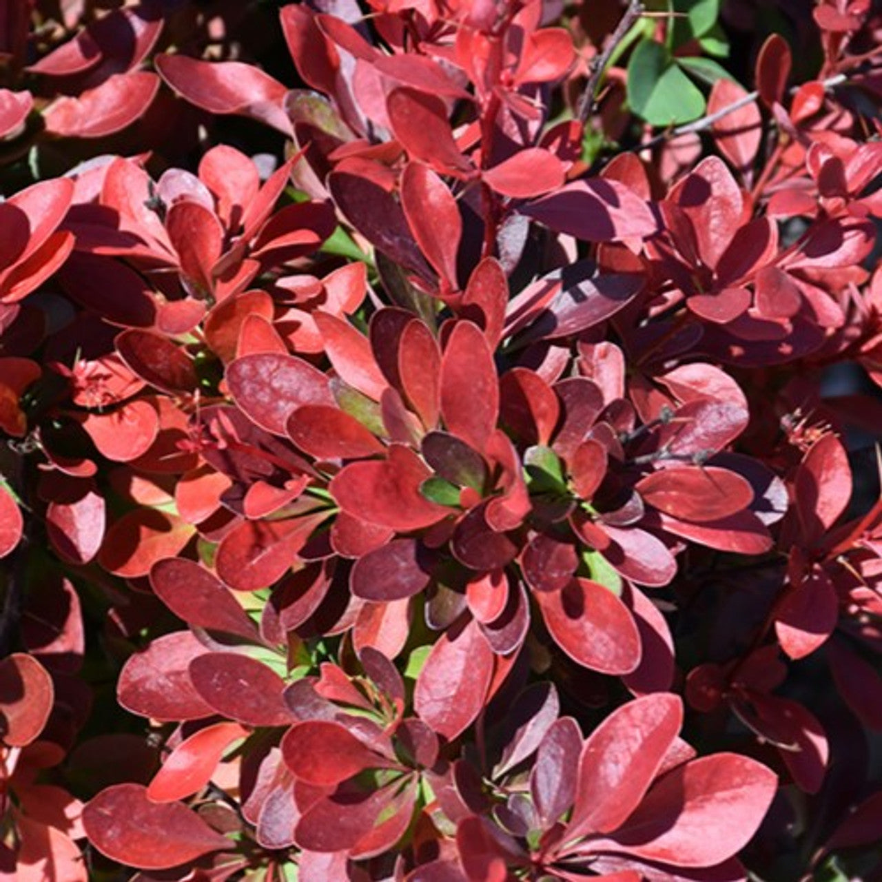 CHERRY BOMB BARBERRY 2gal