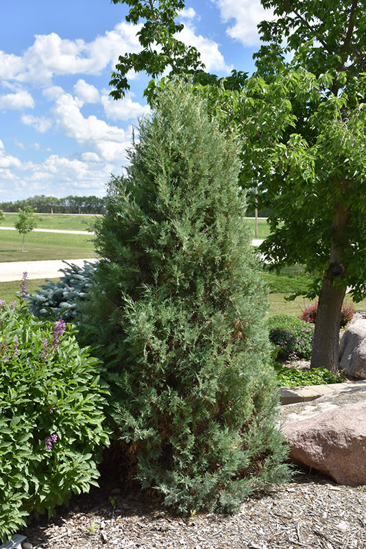 MEDORA JUNIPER TREE 10gal