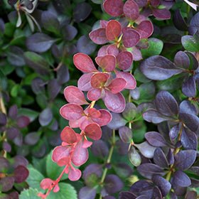 LAVA NUGGET BARBERRY 1gal