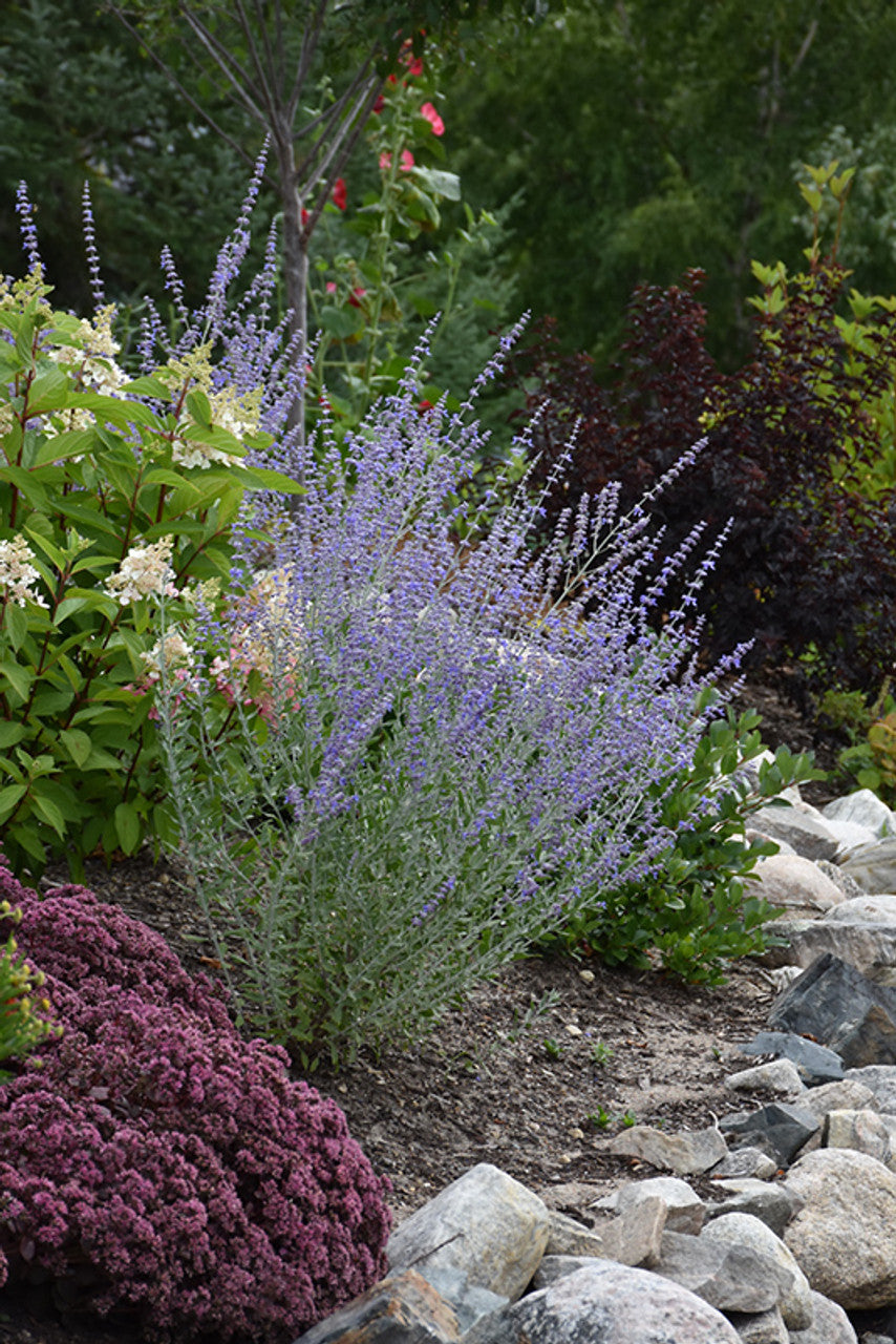 LITTLE SPIRES RUSSIAN SAGE 1gal