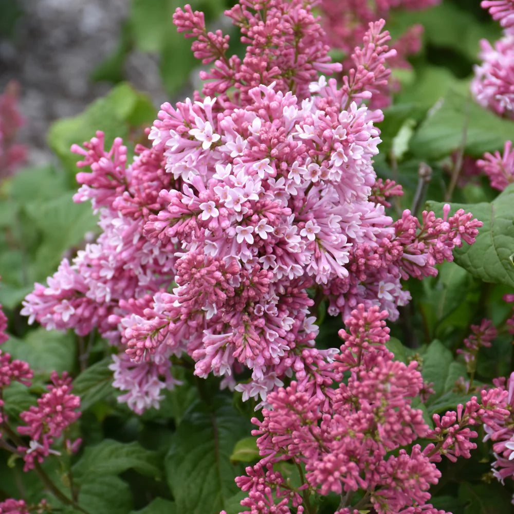 PINKTINI LILAC 3gal