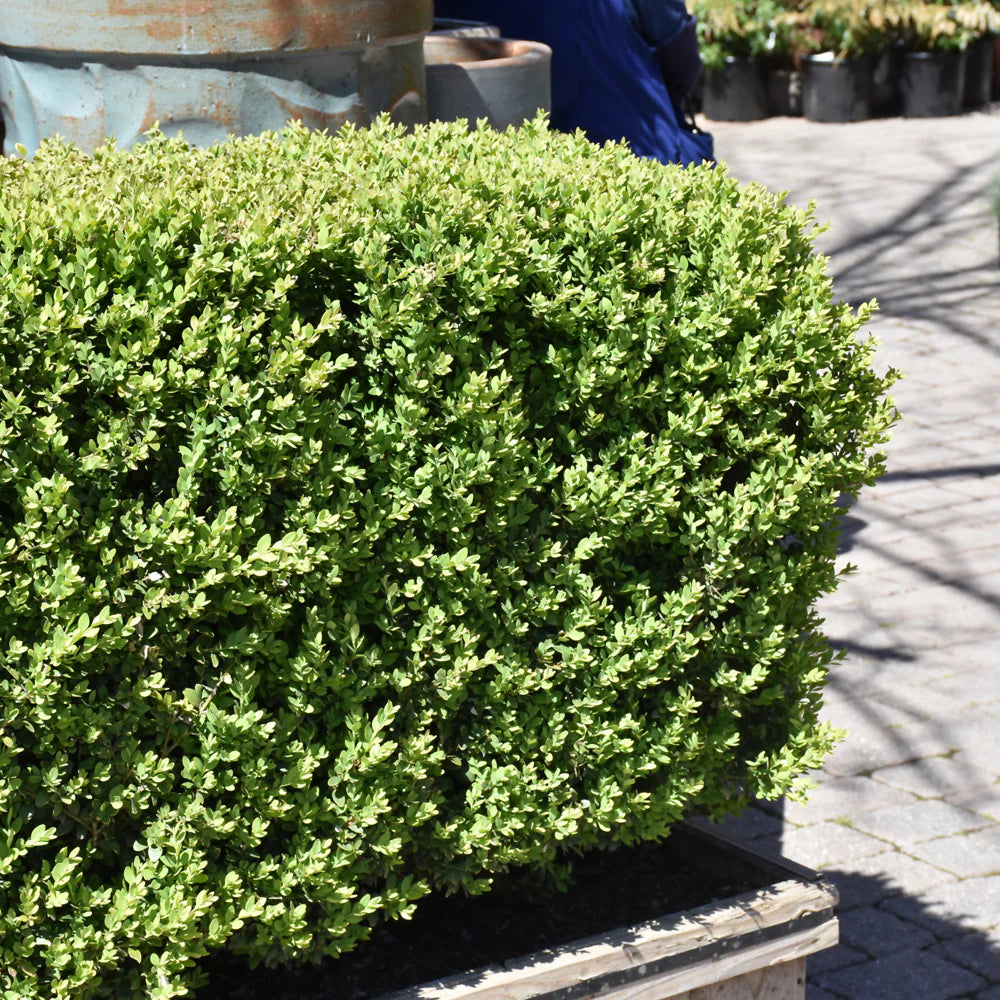 Green Gem Boxwood (Buxus microphylla 'Green Gem') - 2 gallon 10"