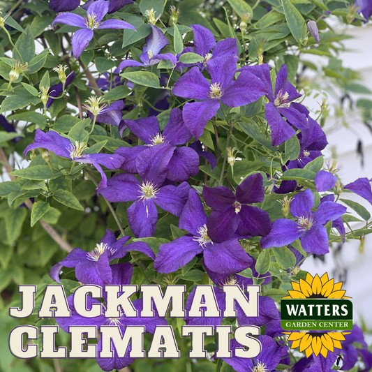 JACKMAN CLEMATIS 2gal