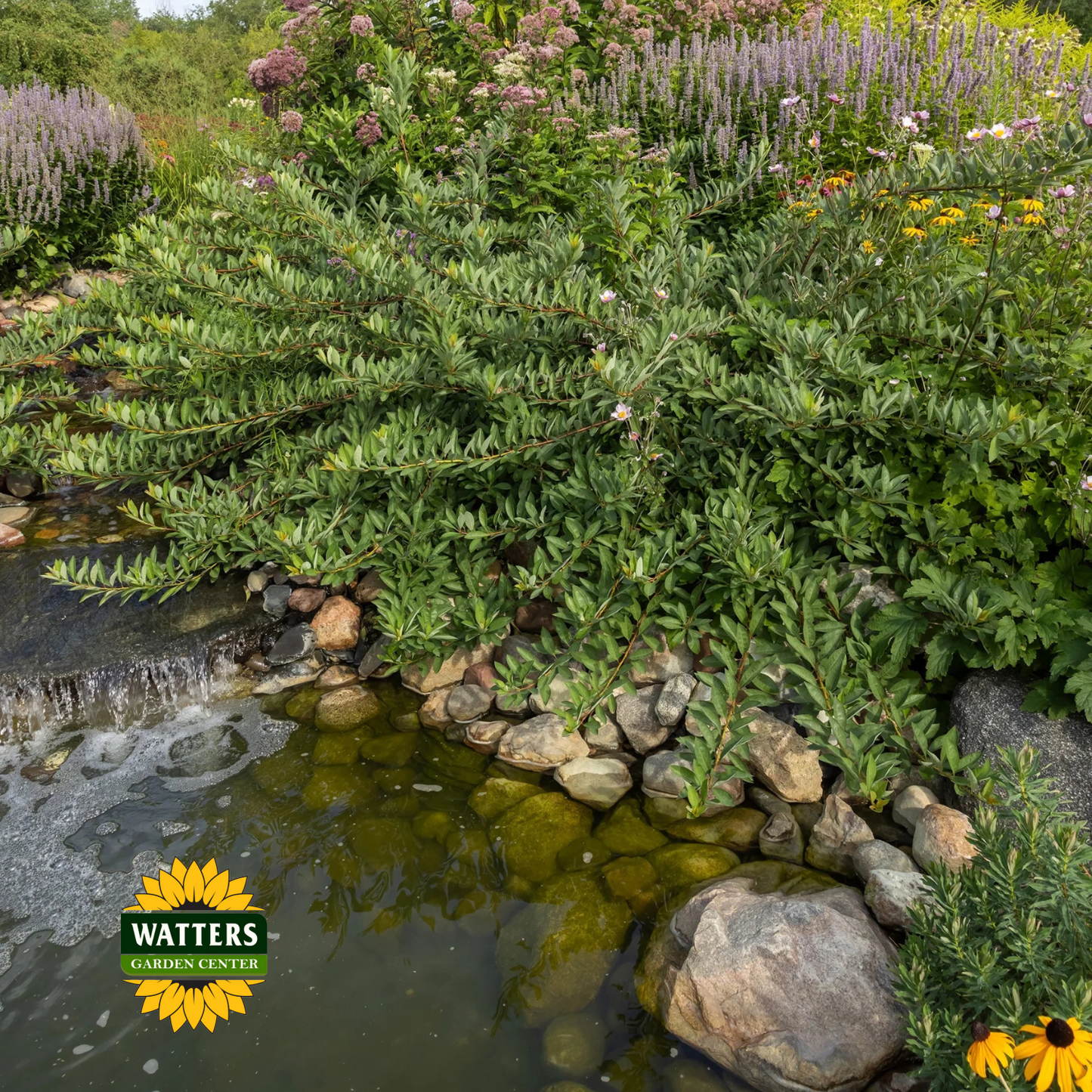 JADE PARADE SAND CHERRY 2gal