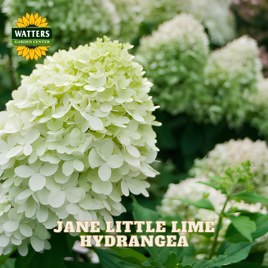 A close-up of a white to pale lime hydrangea flower head with green foliage, shown outdoors with blurred hydrangea blooms in the background. Text at the bottom reads 'JANE LITTLE LIME HYDRANGEA,' and a Watters Garden Center logo appears in the upper left.