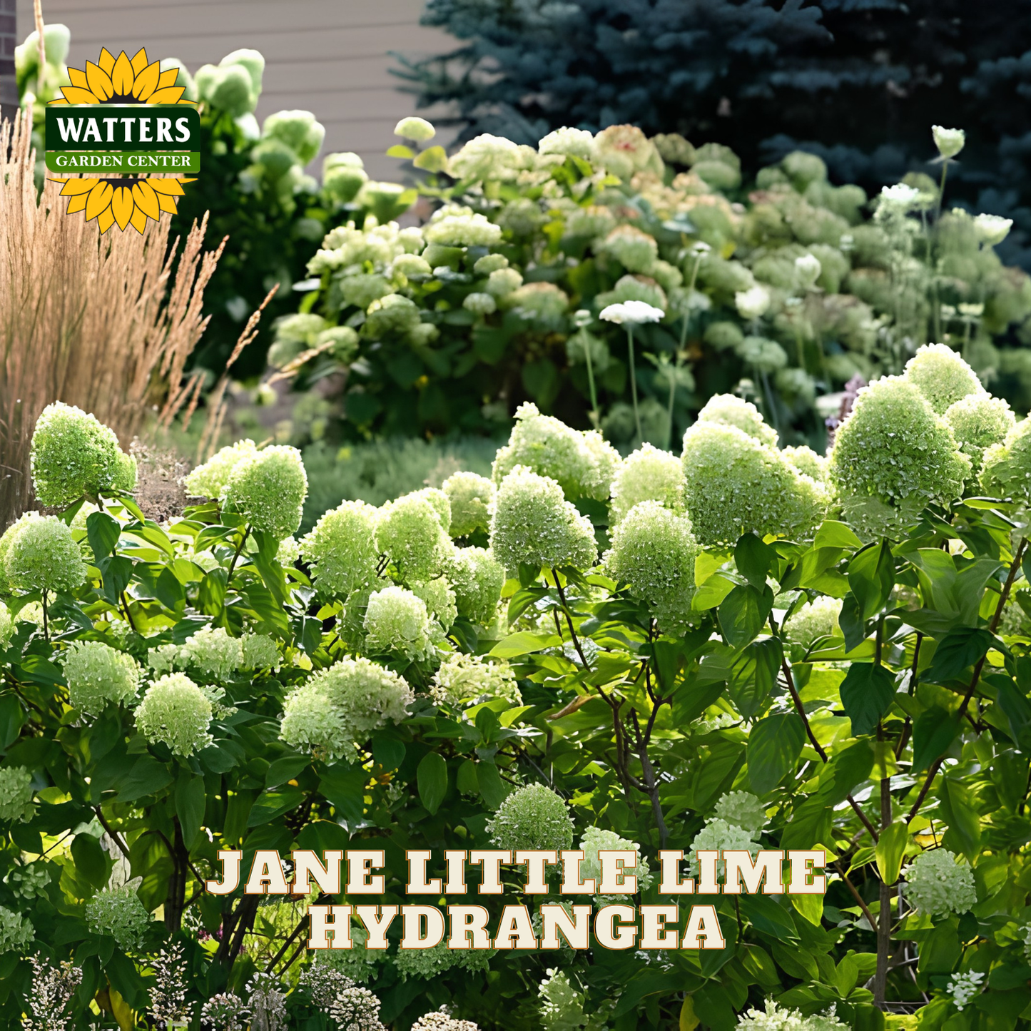 A garden scene showing clusters of pale green hydrangea blooms on leafy shrubs, with a Watters Garden Center logo in the top left and the text 'JANE LITTLE LIME HYDRANGEA' across the bottom.