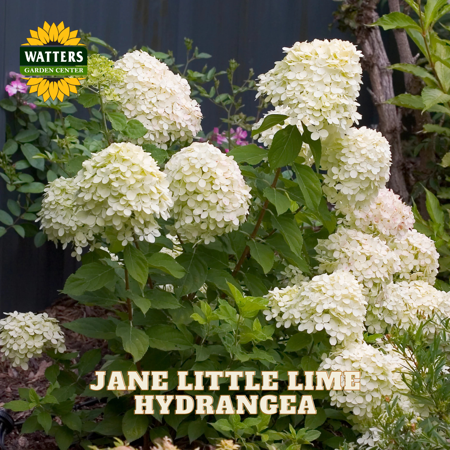 White hydrangea blooms on a plant with green leaves, shown in a garden setting with a Watters Garden Center logo and the text 'JANE LITTLE LIME HYDRANGEA' overlaid.