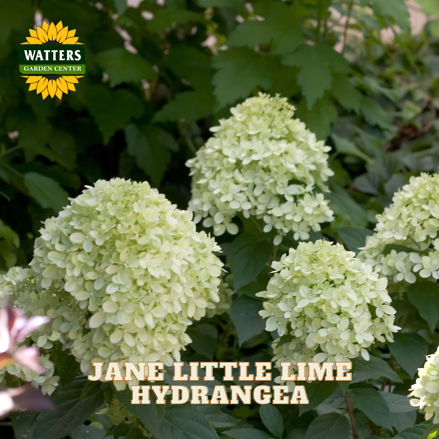 White hydrangea blooms on a plant with green leaves, with a Watters Garden Center logo in the top left and the text 'JANE LITTLE LIME HYDRANGEA' at the bottom.