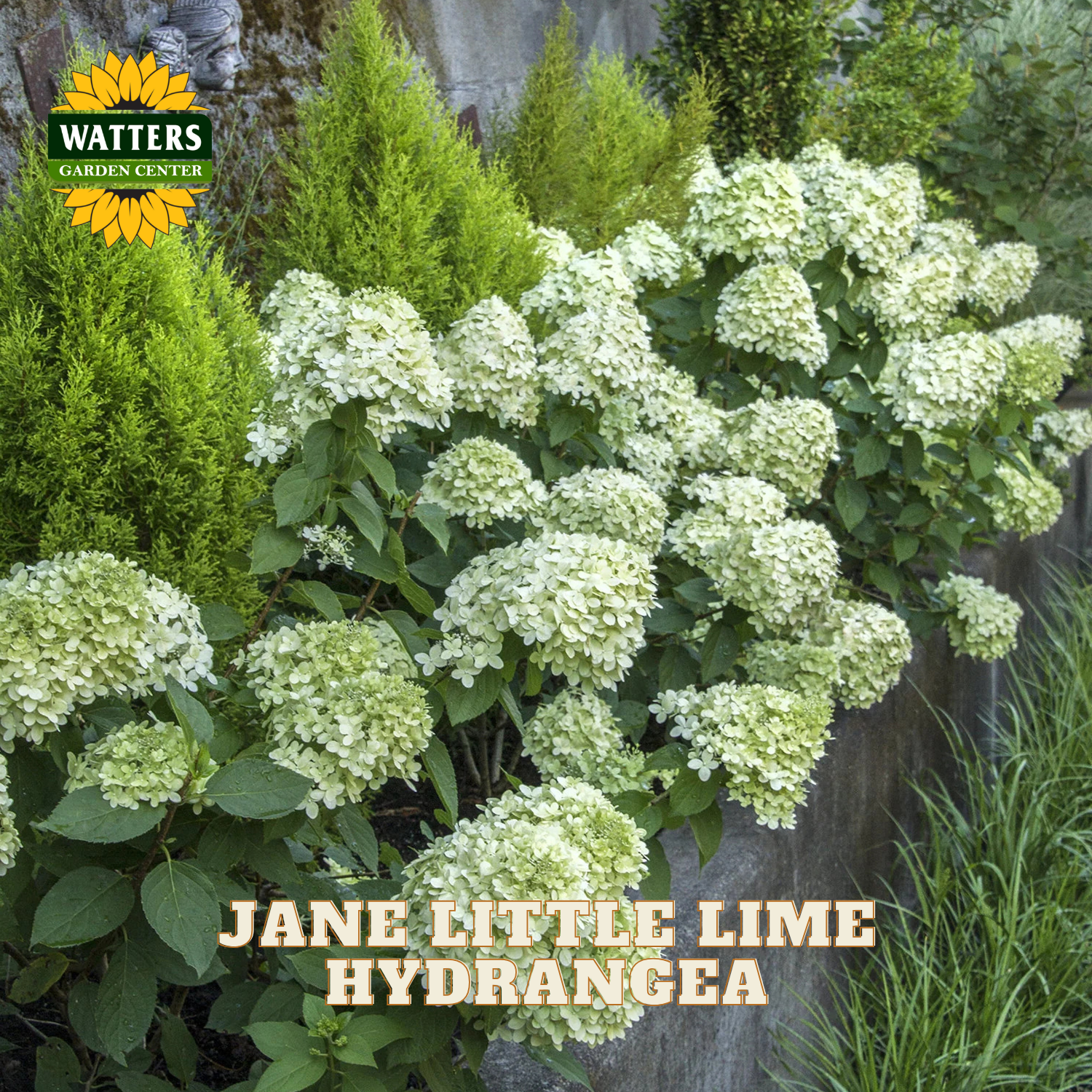White hydrangea flower blooms with green foliage, shown in a garden setting with a Watters Garden Center logo and the text 'JANE LITTLE LIME HYDRANGEA'.