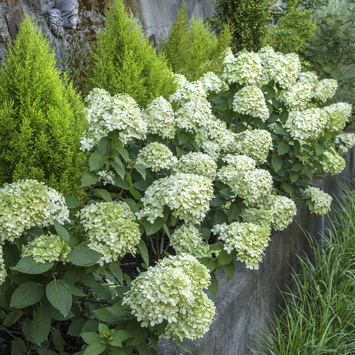 White hydrangea blooms with green foliage growing in a garden setting next to a stone wall.