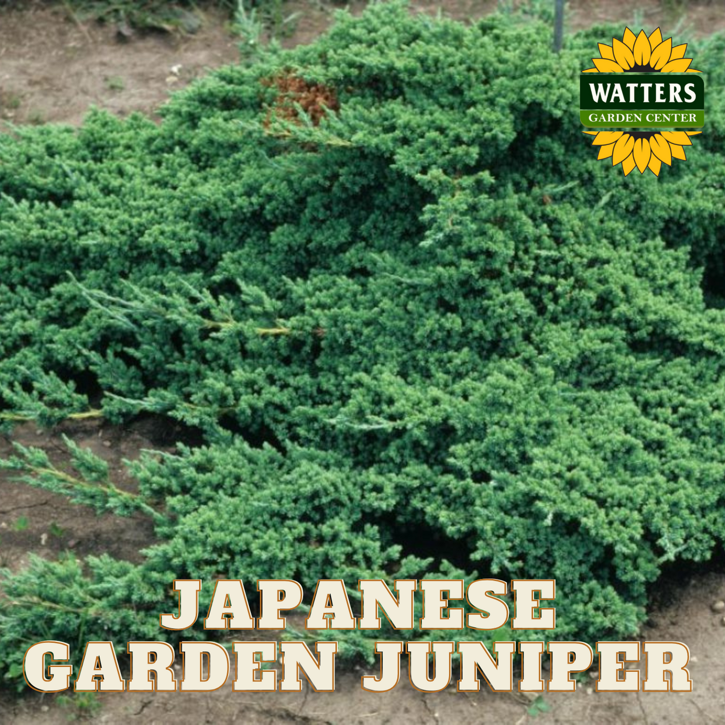 JAPANESE GARDEN JUNIPER 1gal – Watters Garden Center