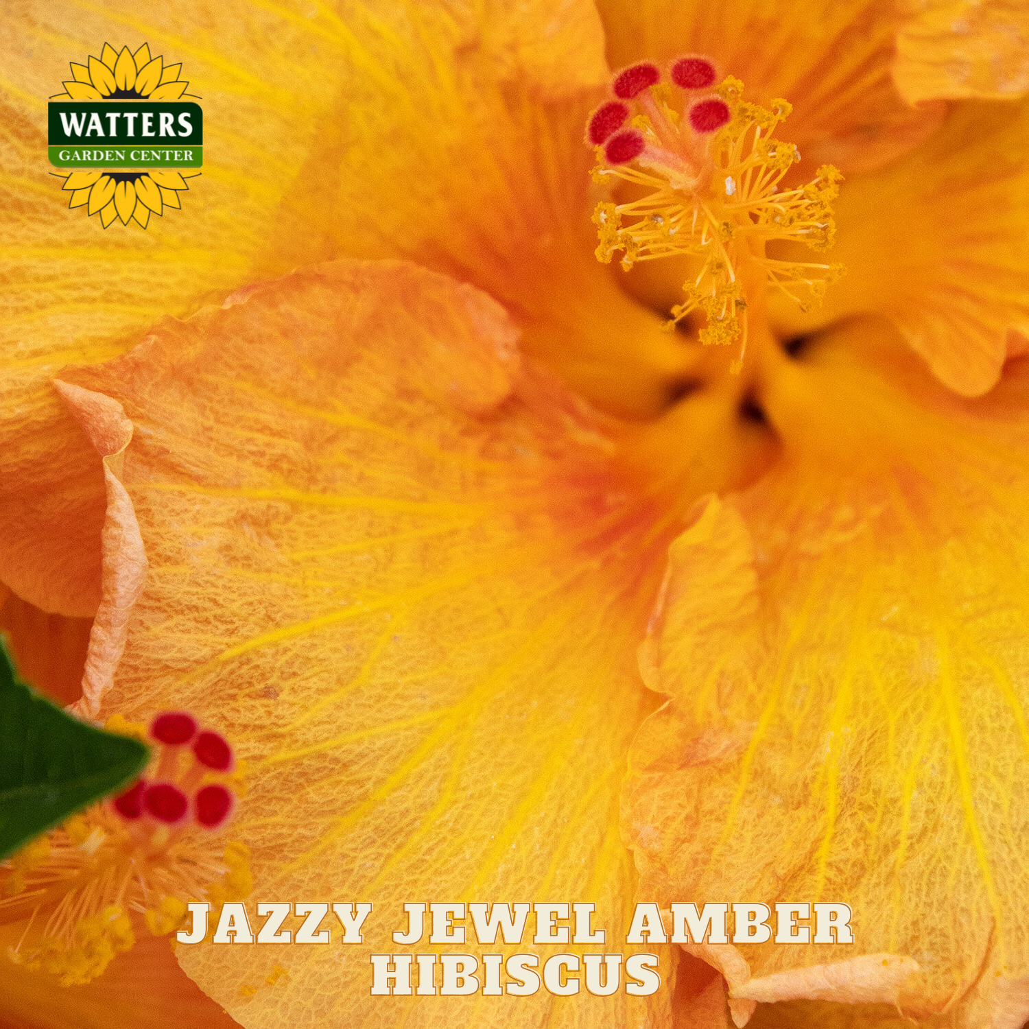 Close-up of a Jazzy Jewel Amber Hibiscus flower with Watters Garden Center logo.