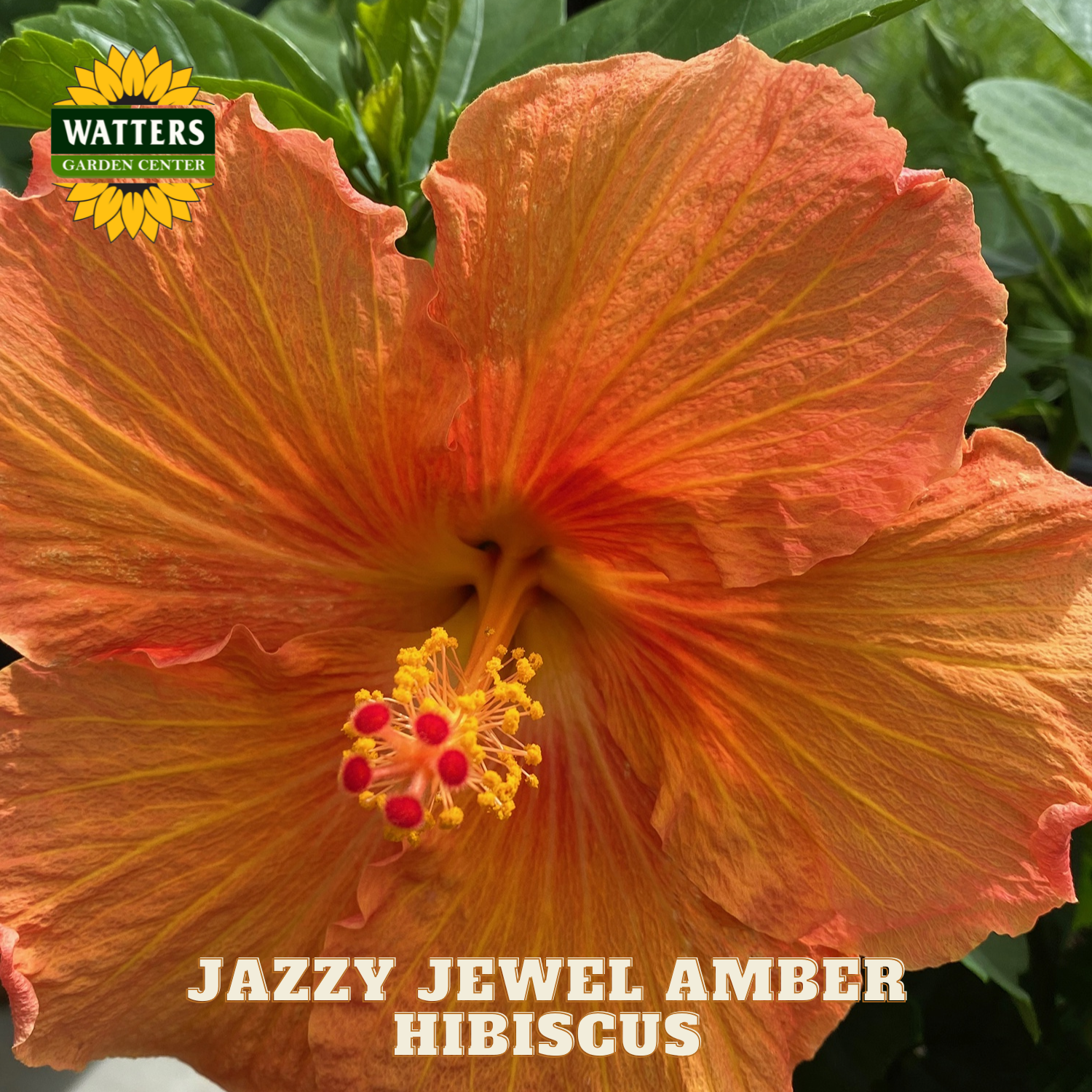 Close-up of a Jazzy Jewel Amber Hibiscus flower with Watters Garden Center branding.