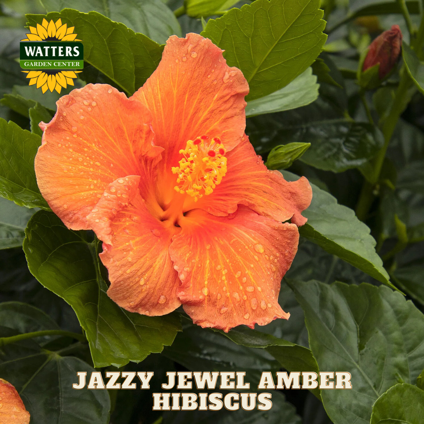 Orange hibiscus flower with green leaves and Watters Garden Center logo.