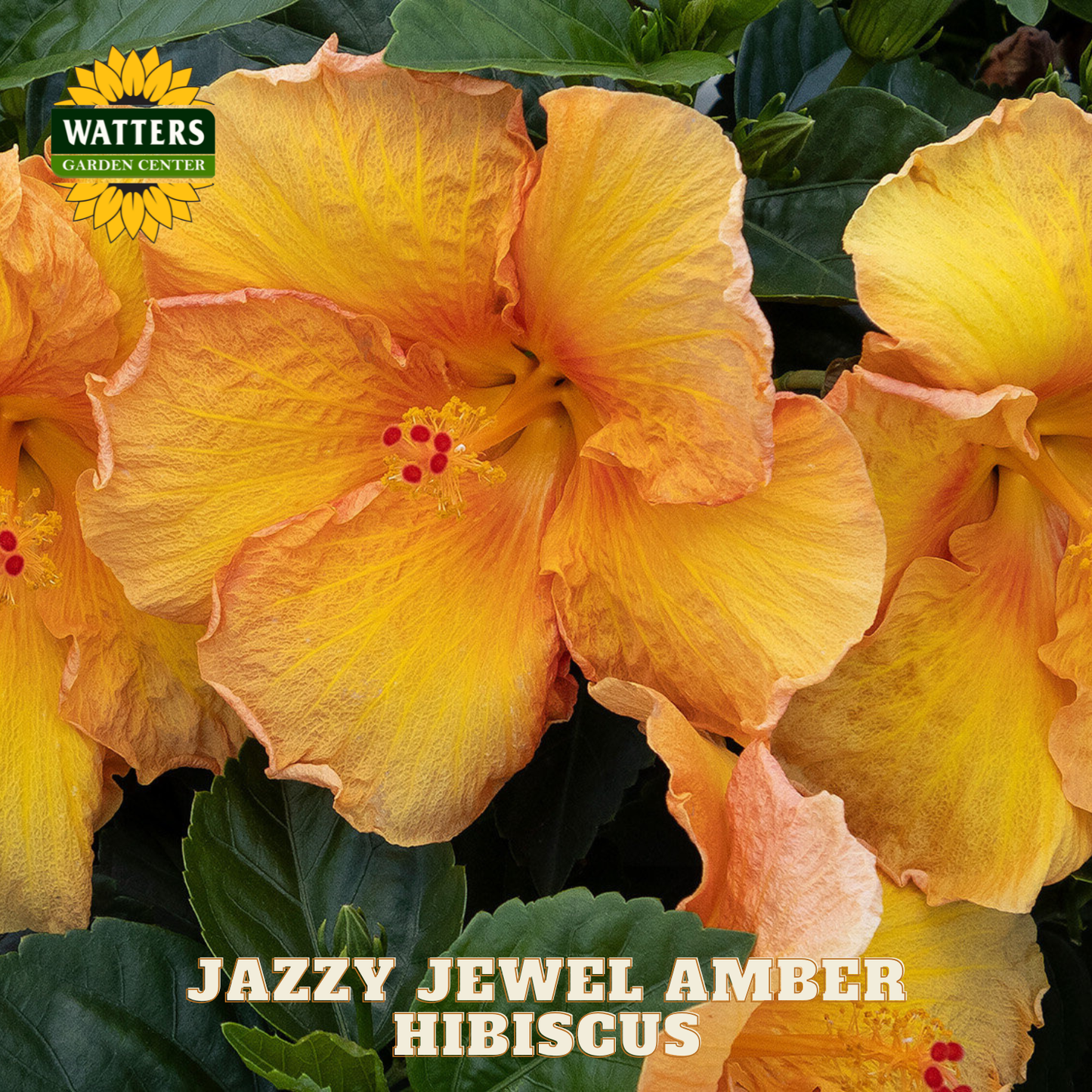 Close-up of Jazzy Jewel Amber Hibiscus flowers with Watters Garden Center logo.