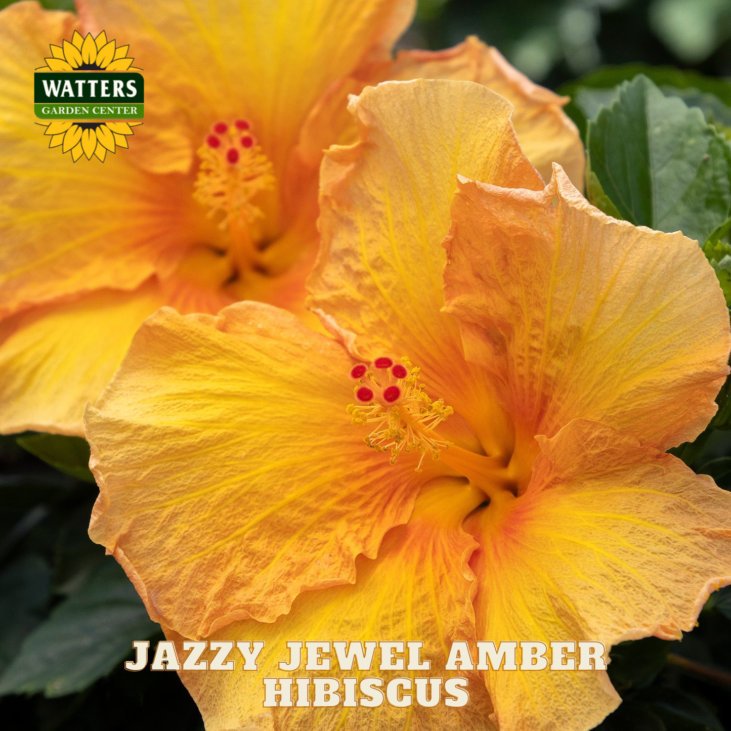 Close-up of a Jazzy Jewel Amber Hibiscus flower with Watters Garden Center logo.