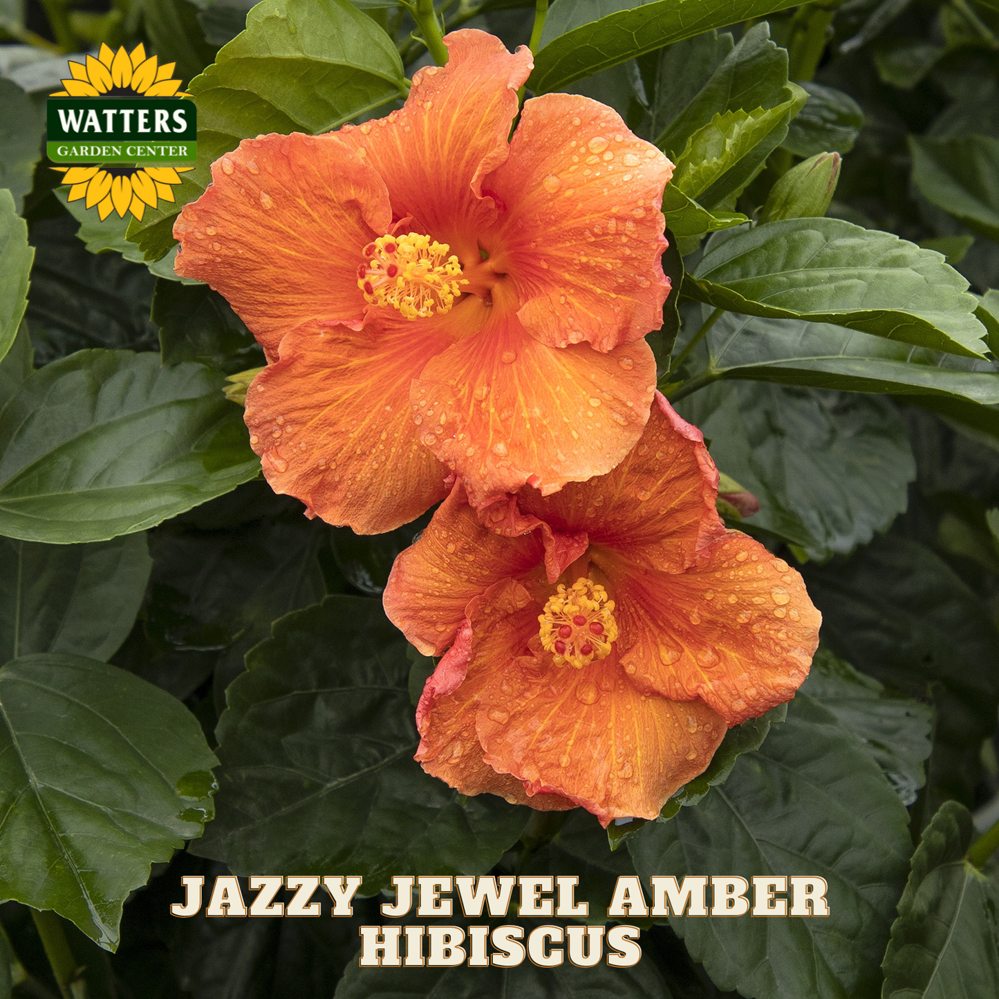 Orange hibiscus flower with green leaves and 'Watters Garden Center' branding.