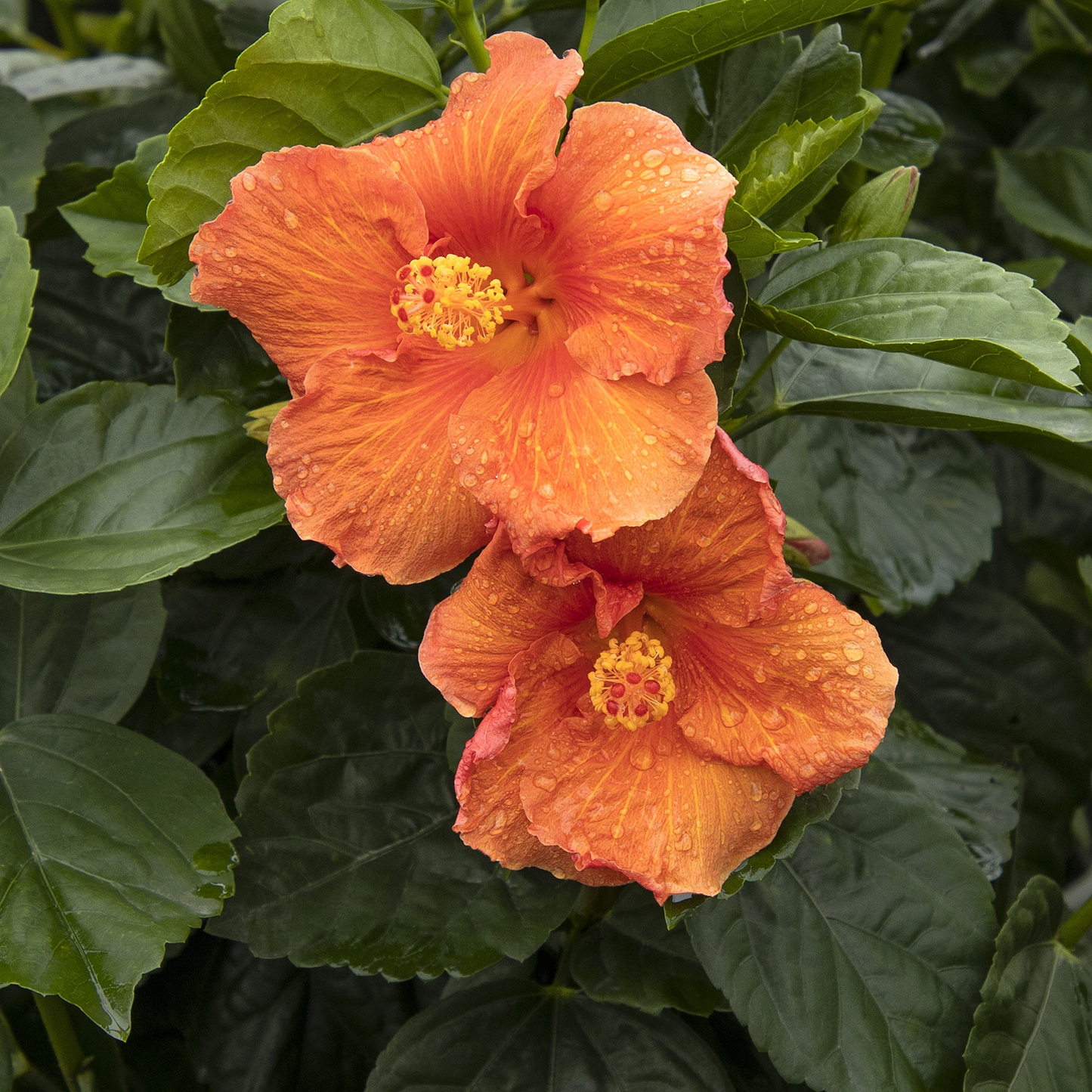 Two orange flowers with yellow centers on a green leafy background