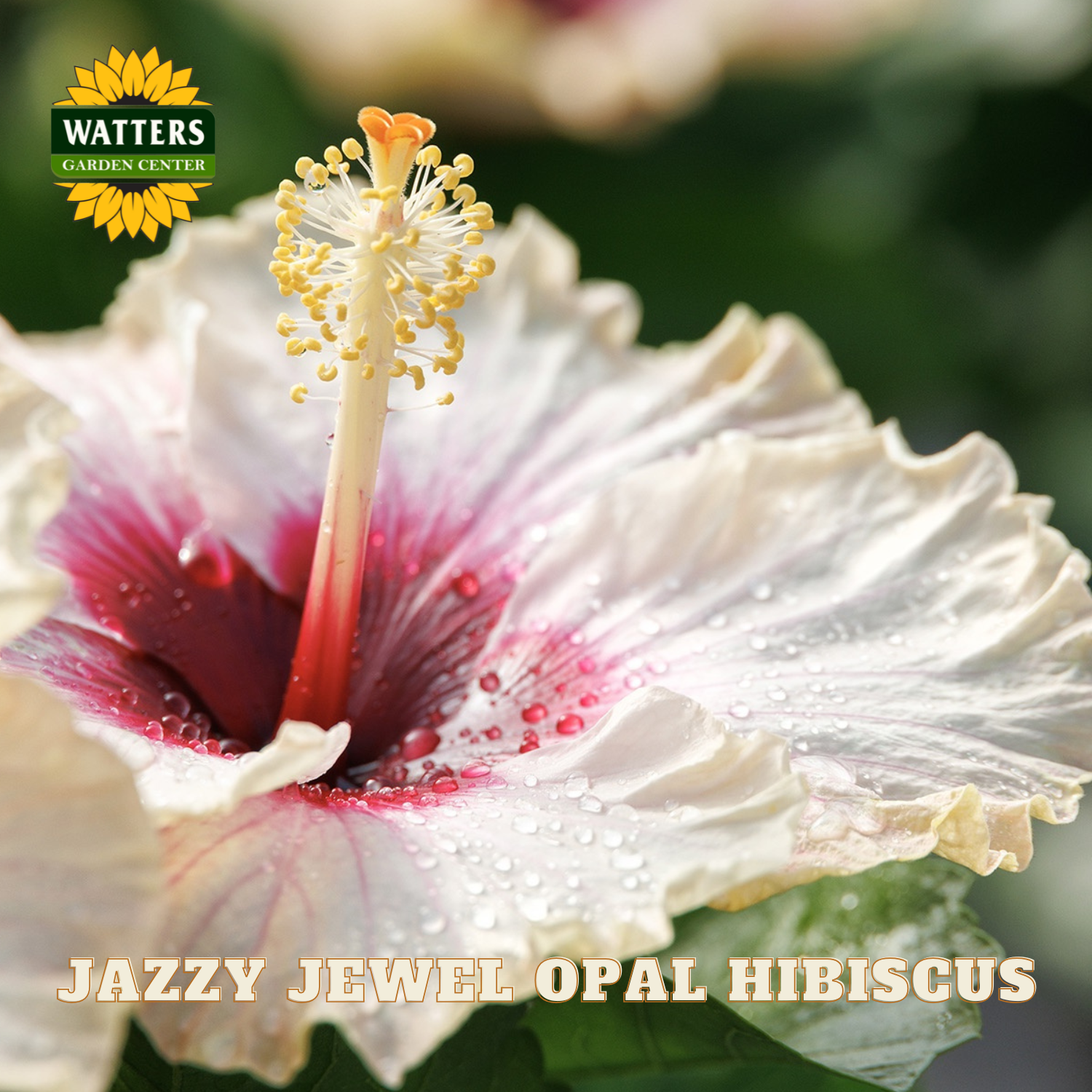Close-up of a Jazzy Jewel Opal Hibiscus flower with water droplets, branded with Watters Garden Center.
