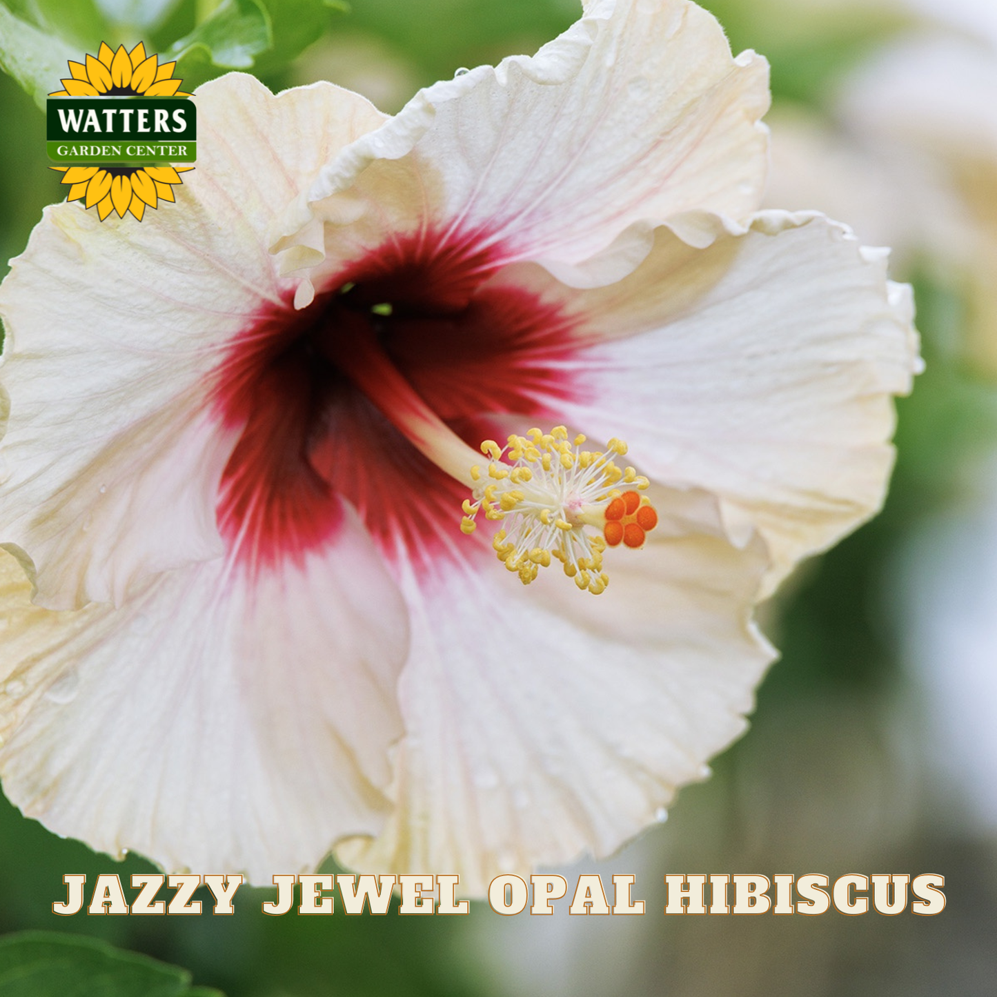 Close-up of a Jazzy Jewel Opal Hibiscus flower with Watters Garden Center branding.