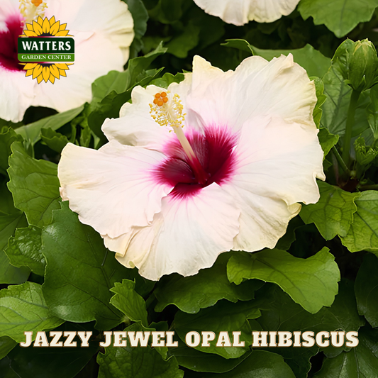 White hibiscus flower with pink center surrounded by green leaves, featuring Watters Garden Center branding.