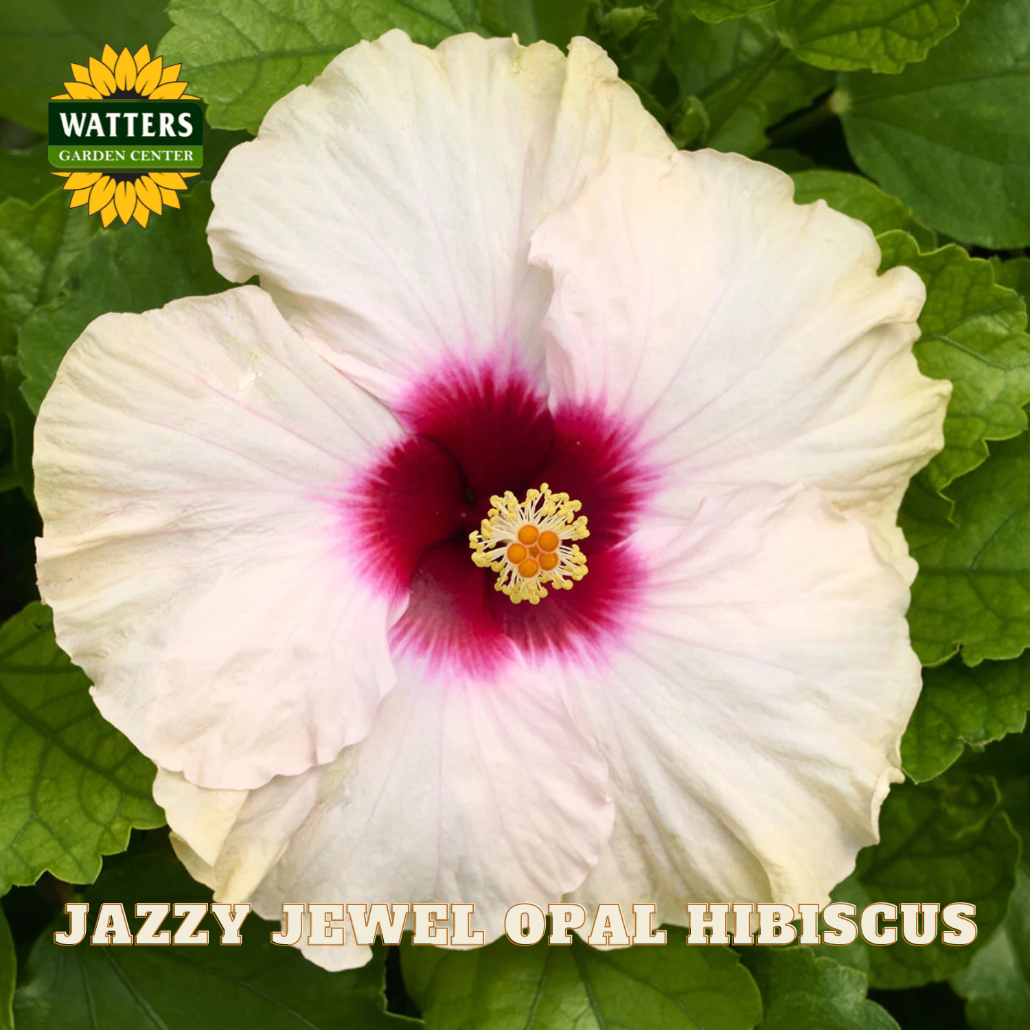 Jazzy Jewel Opal Hibiscus flower with Watters Garden Center branding.