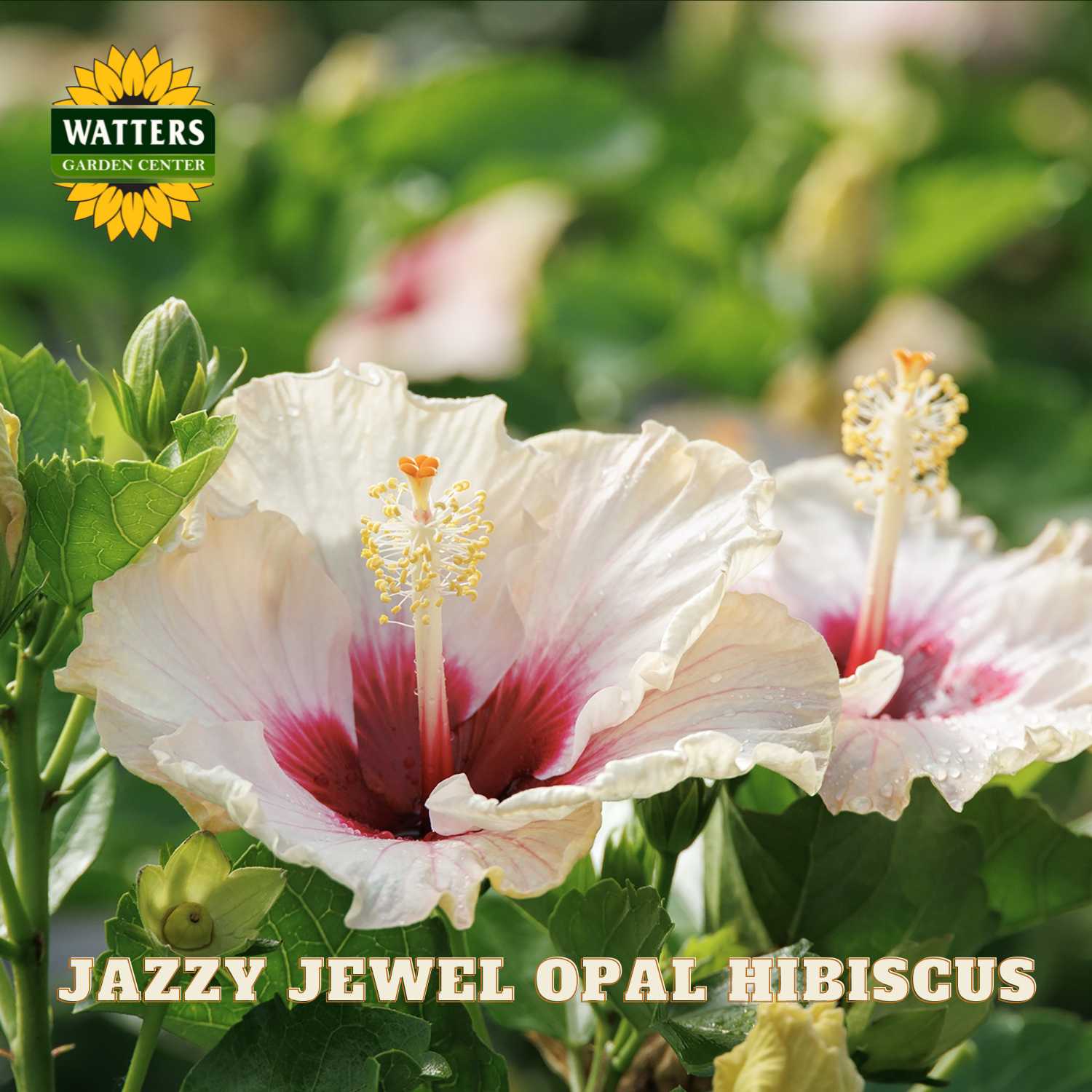 Jazzy Jewel Opal Hibiscus flower with Watters Garden Center branding.