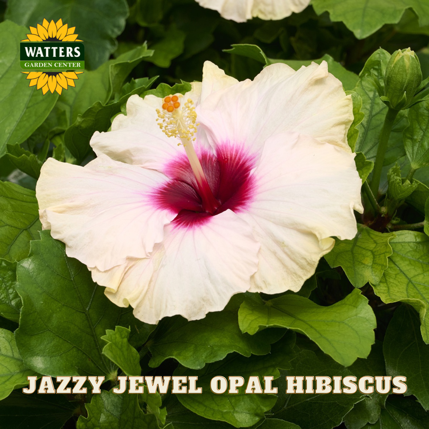 White hibiscus flower with pink center on green leaves, Watters Garden Center logo visible
