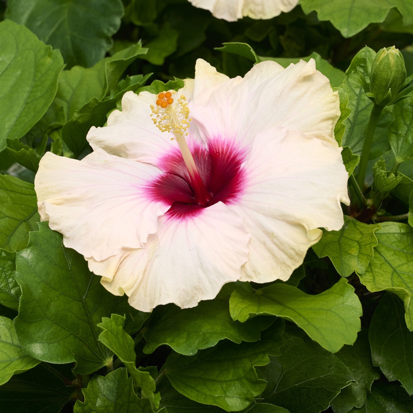White flower with a pink center surrounded by green leaves
