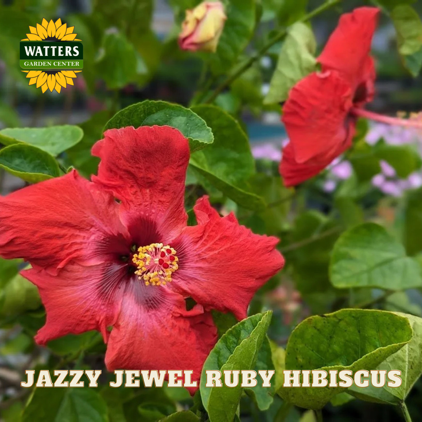 Red hibiscus flower with green leaves and Watters Garden Center branding.