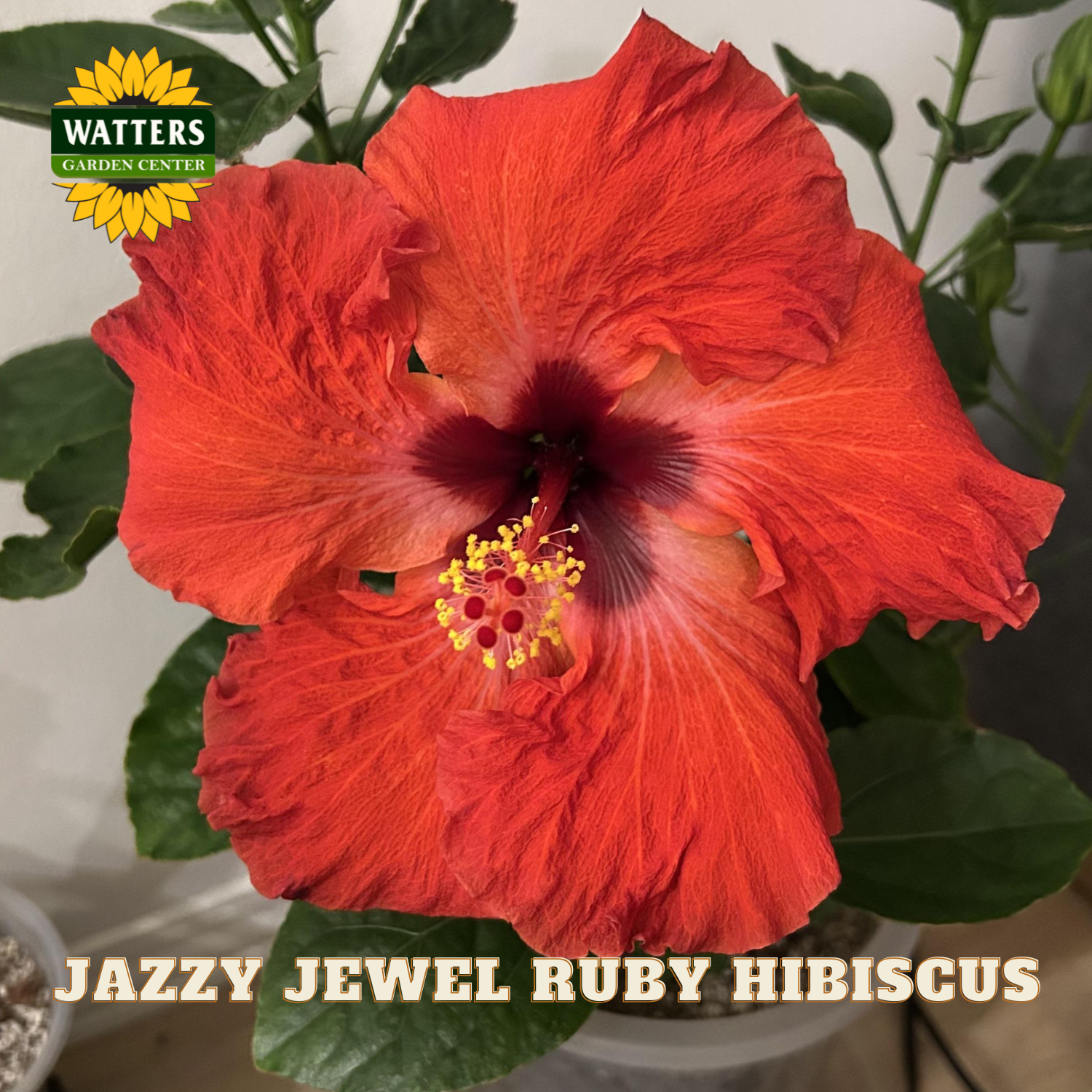 Red hibiscus flower with 'Watters Garden Center' logo and text 'Jazzy Jewel Ruby Hibiscus'.