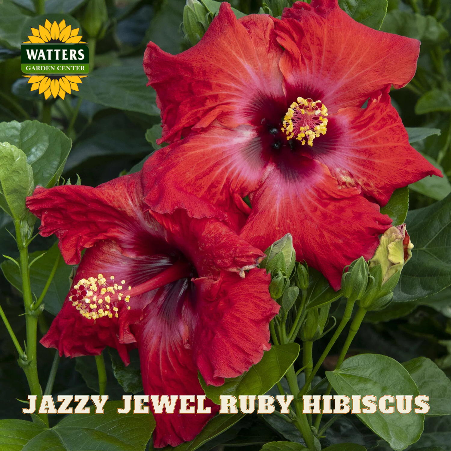 Red hibiscus flowers with green leaves and Watters Garden Center branding.