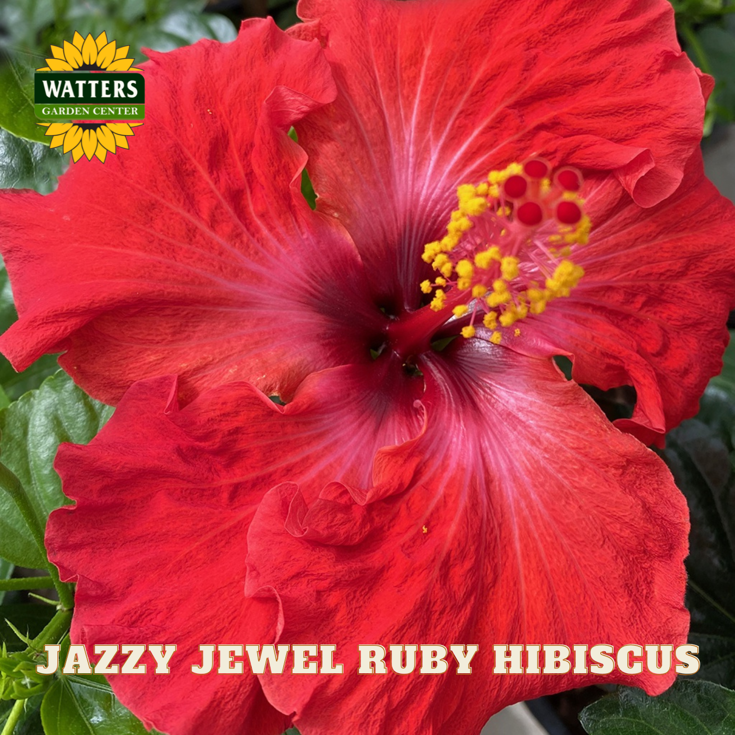 Red hibiscus flower with green leaves and Watters Garden Center logo.